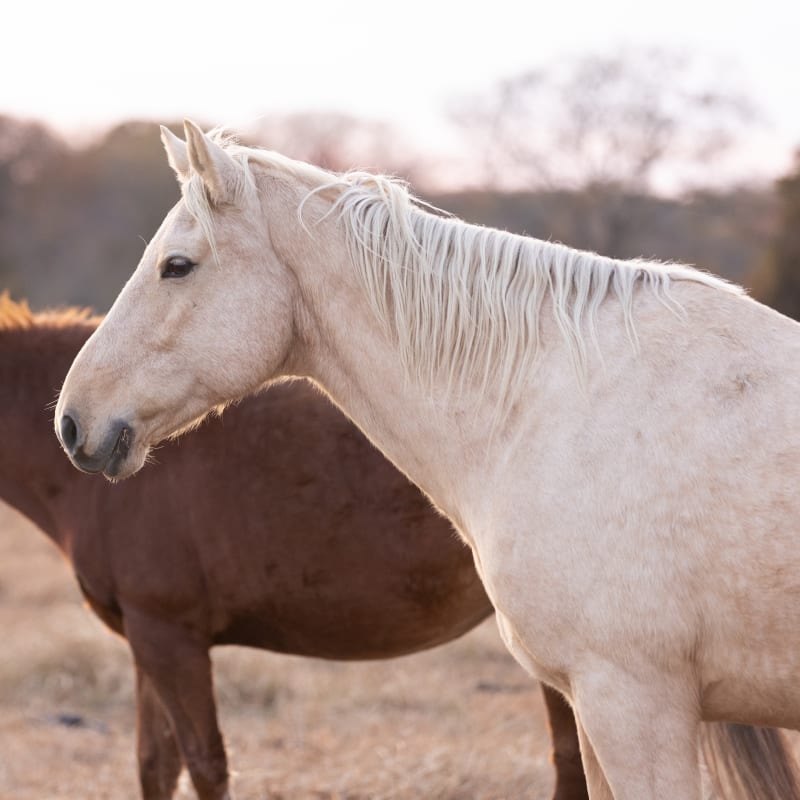 Equine Pre-purchase Exams, San Joaquin Valley Vets